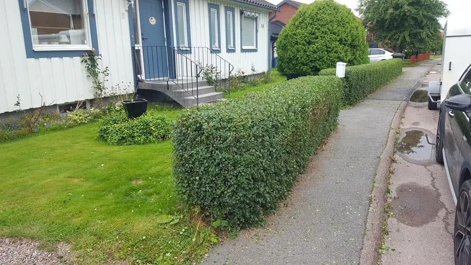 Trimmade häckar och skött trädgård