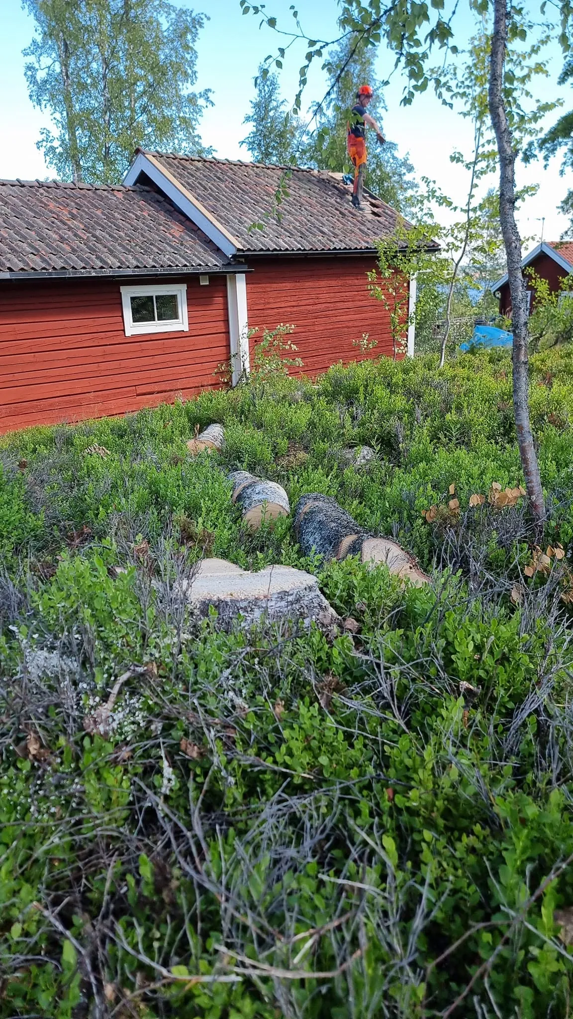 Plantering och blommande rabatter