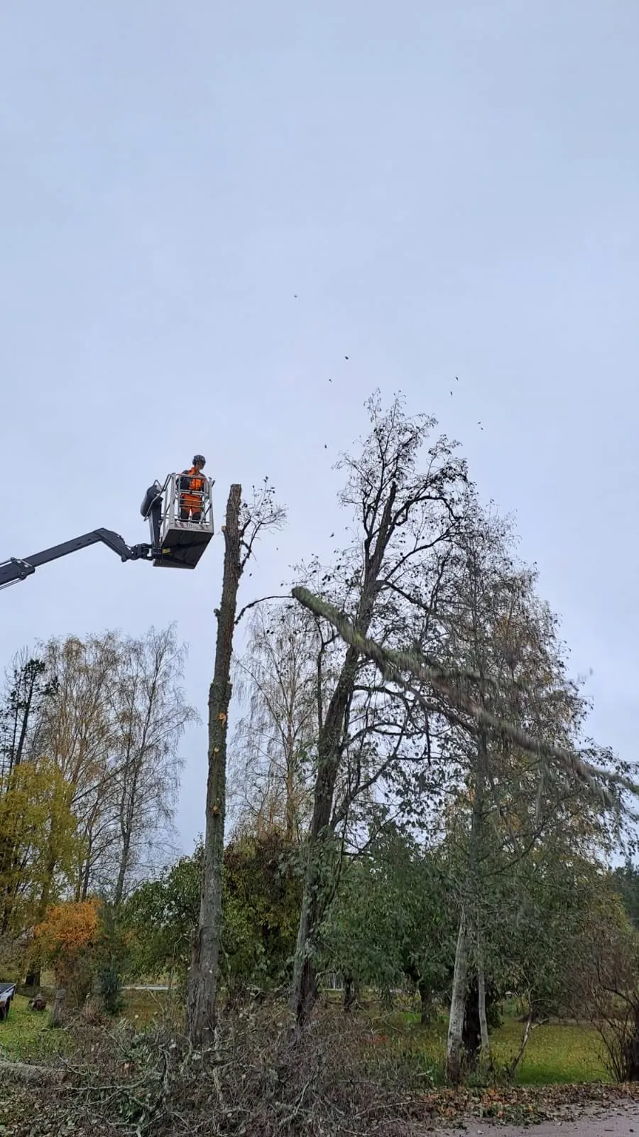 Trädfällning med skylift